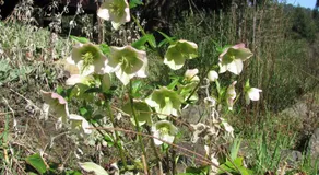 Wisteria Honeymoon Cottage - Image 5