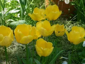 I Cedri B&B - Image 4