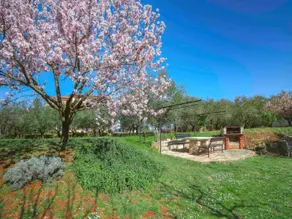 Olivo - Image 5