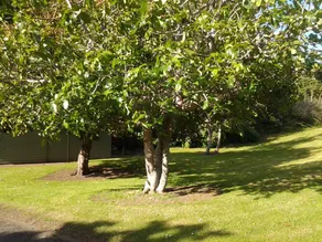 Hikurangi Stay Place - Image 4