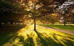 1-Zi. Juwel mit Hagley Park vor der Tür - Image 1