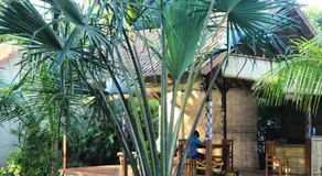 Toke Menjangan - Image 5