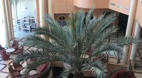 Eden Star - Image 5