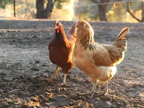 Red Tail Ranch - Image 5