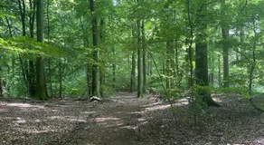 Wald & Wind Natur trifft Moderne - Image 3
