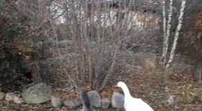 Petit appartement en montagne - Image 5