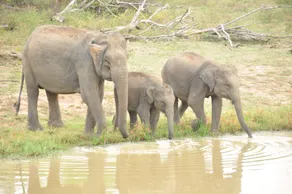 Ranakeliya Lodge - Yala - Image 3