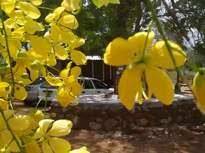 The Summer Corridor - Kataragama - Image 5