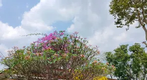 Hongthong - Image 2
