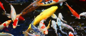Ryokan Sugawara - Image 4