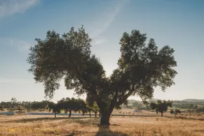 MONTE DOS PINTOS, paradise at Alentejo - Image 5
