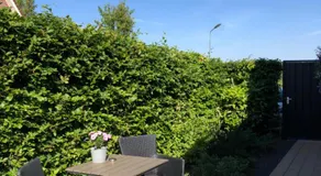 Nieboer - Image 4