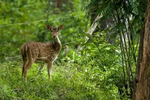 Vanatheeram Resorts Kattikulam Tholppety Wayanad - Image 5