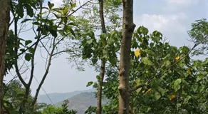 Ekam Retreat - One with Nature - Image 5