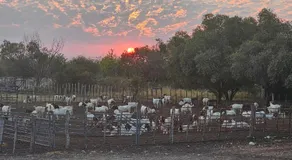 Tamboti Farm Camp Sites - Image 2