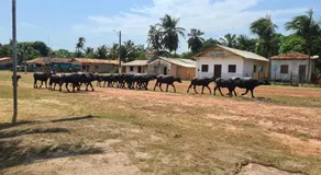Hospedagem e queijaria Péua - Image 5