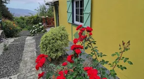 Iraña del bosque - Image 5