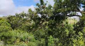 Apartamento cercado por natureza e diversão - Image 3