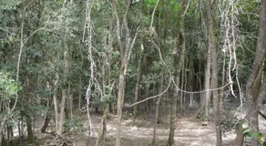 SHABBY FUFU LIFESTYLE FARM - Image 4