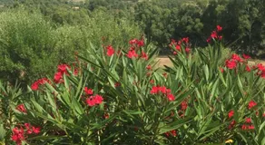 La Rosa dei Venti - Image 5