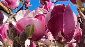 Sobe Magnolija, self check-in - Image 4