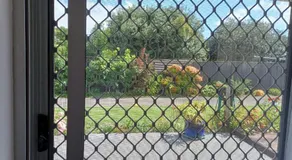 Marigold in Manurewa - Image 3