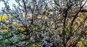 West Garden At Aigio By Greece Apartments - Image 4