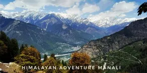 Paradise Evergreen - Image 2
