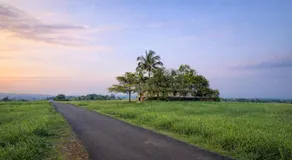 Golden Breeze Bekal - Image 2