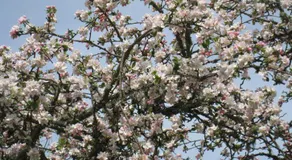 Tildas Urshult - Image 5