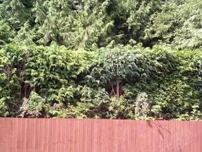 Forest Nook - Image 3