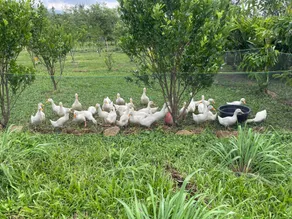 Vila Air Tenang Farms - Image 5