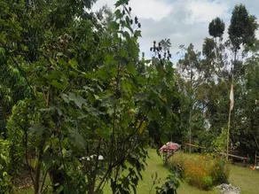 Balian Camp - Image 4