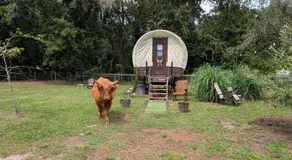 Luxury Covered Wagon, Rooterville Animal Sanctuary - Image 4