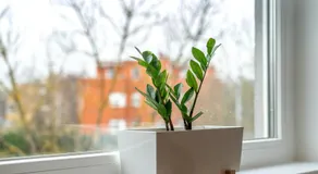 Apartment Sole - Image 2
