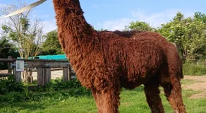 Willowbank farm rare breeds rescue - Image 3