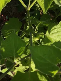 Tente en permaculture pirate - Image 4