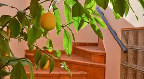 Sobe Pintur - Image 4