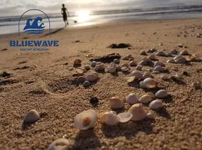 Bluewave Sea Out Homestay - Image 5