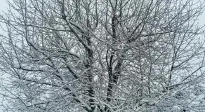 Le Cerisier - Image 5