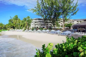Bougainvillea Barbados - Image 5