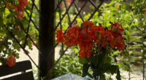 В Гостях на Иссык-Куле - Image 5