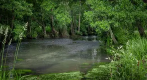 Gîte de l'Ecrin de l'Andelle - Un écrin de nature entre rivière et forêt - Image 5