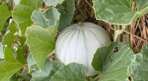 Les Jardins de l'écume - Image 3