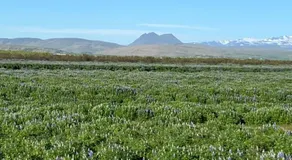 Uxahryggur - Image 2