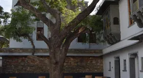 The Neem Tree - Image 4