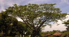Alma Terra Campestre - Image 3