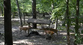 Apple Blossom Inn - Image 5
