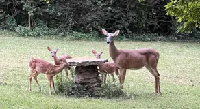 The Whiskey River Lodge - Image 2