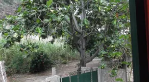 Misurino - Image 5
